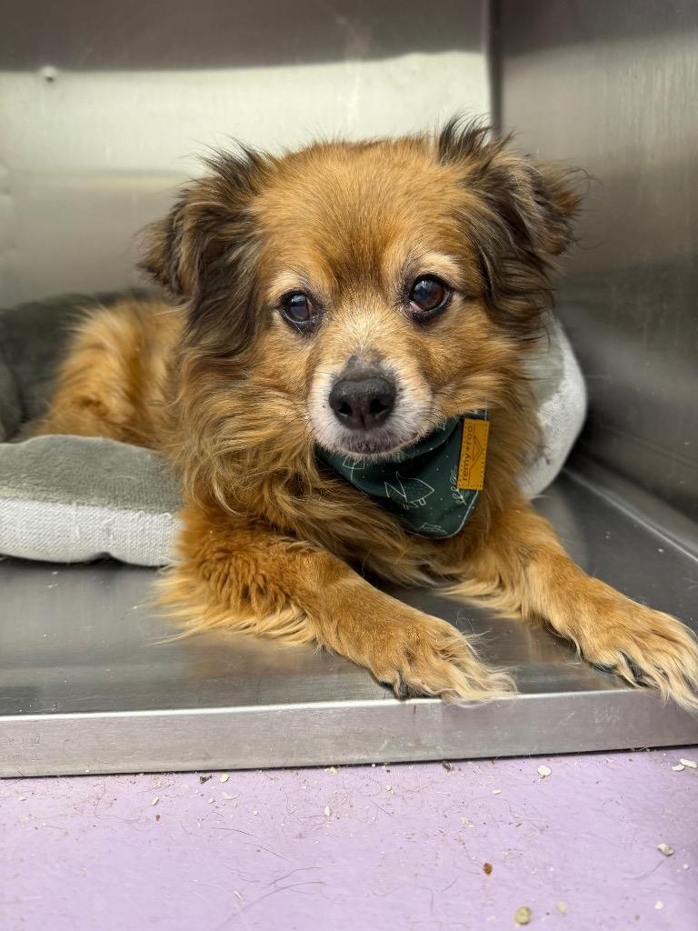 Enlarge Huck, a Adoptable mixed breed in Glenfield, NY image 2/3