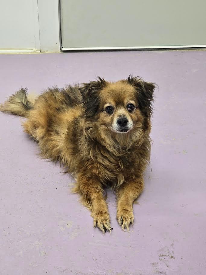 Enlarge Huck, a Adoptable mixed breed in Glenfield, NY image 3/3