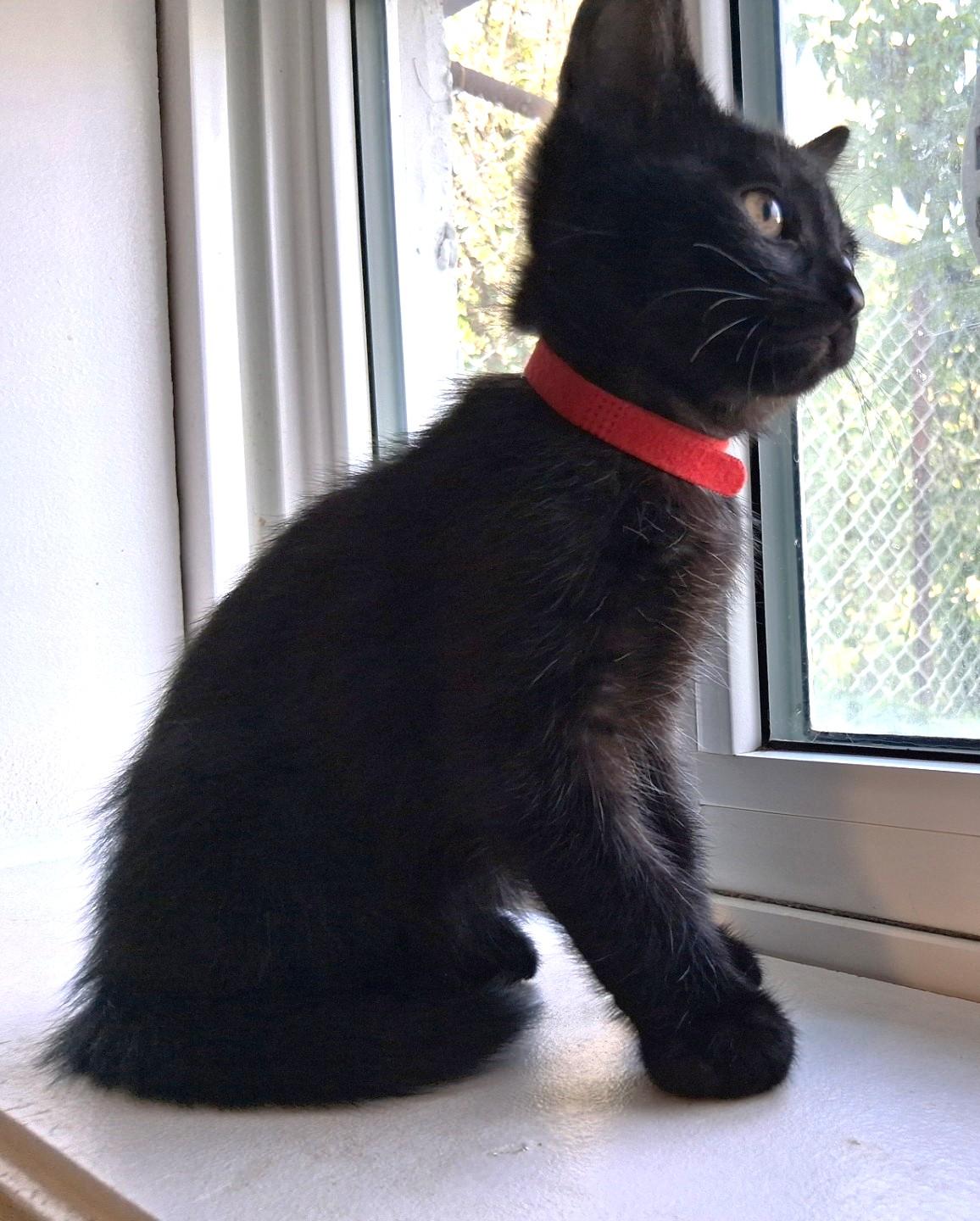 Enlarge Mars, a Adoptable Domestic Short Hair in Stoney Creek, ON image 2/3