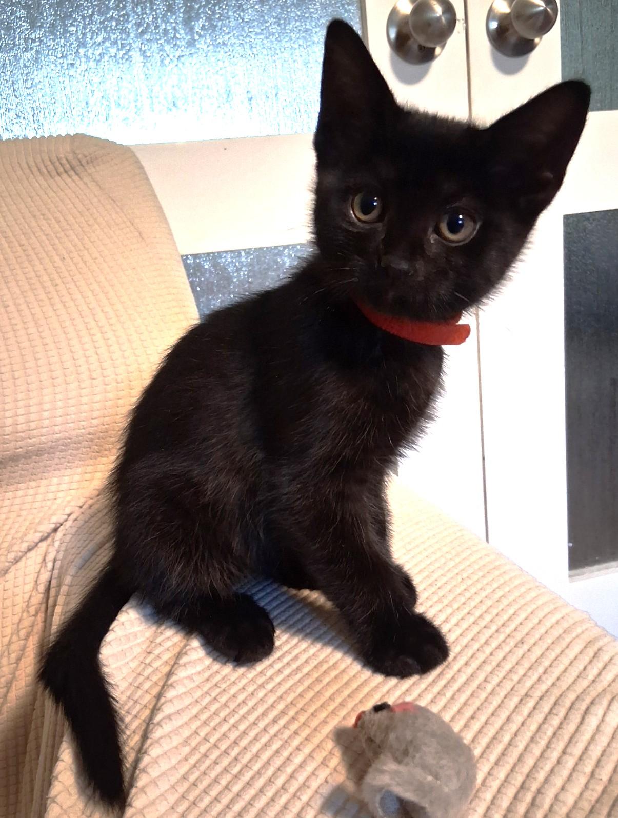 Enlarge Mars, a Adoptable Domestic Short Hair in Stoney Creek, ON image 1/3