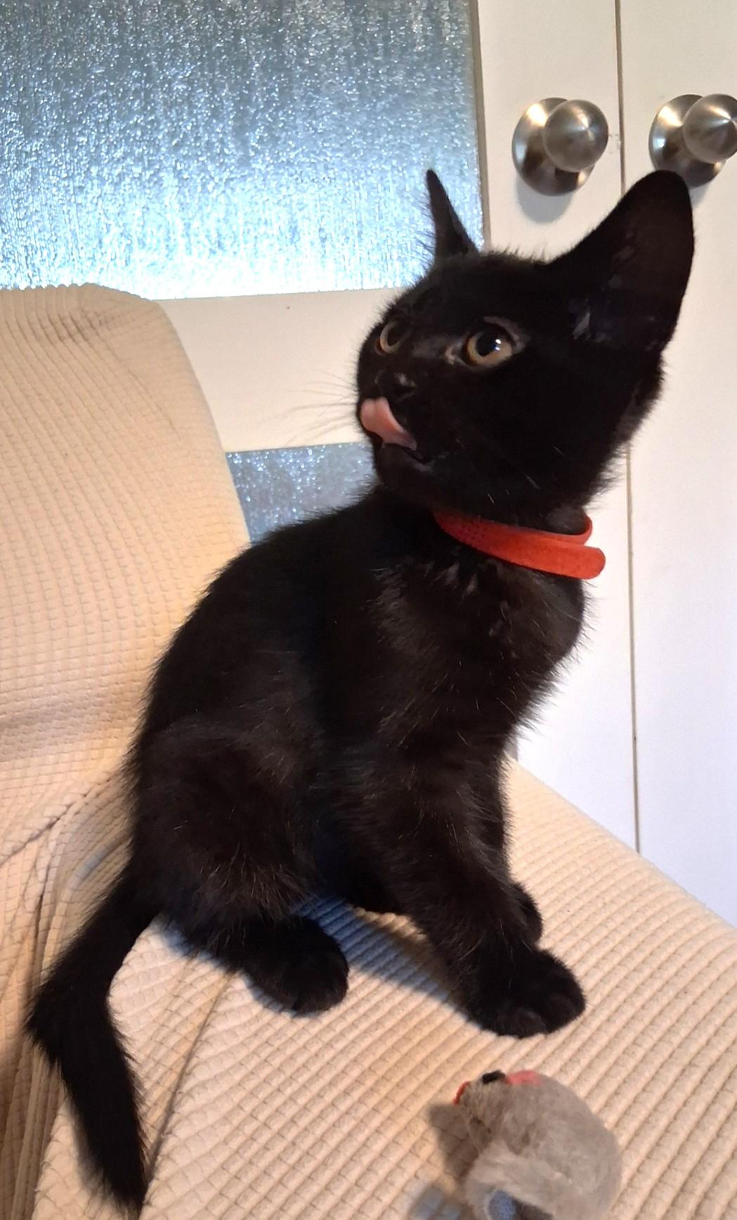 Enlarge Mars, a Adoptable Domestic Short Hair in Stoney Creek, ON image 3/3