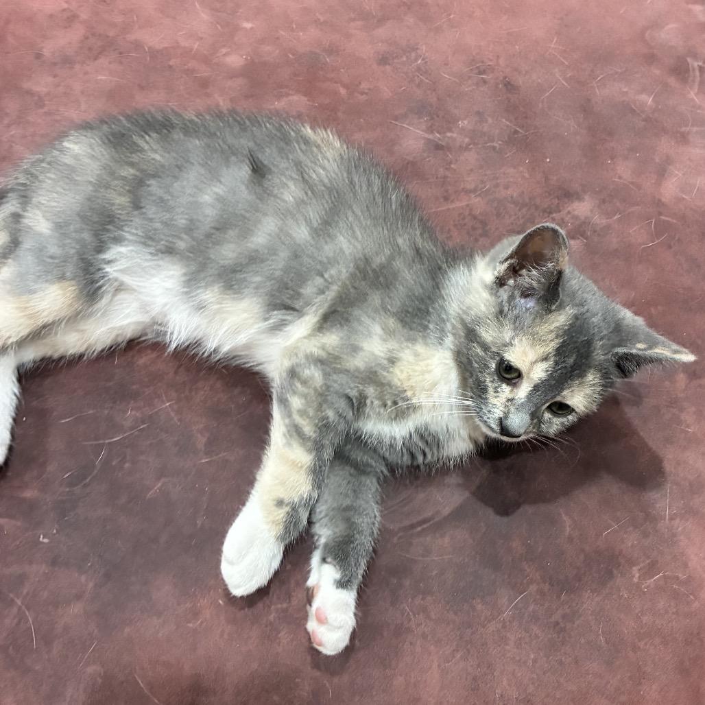 Ghost (Mystery Fish), a Adoptable Domestic Short Hair in Germantown, MD image 2/4