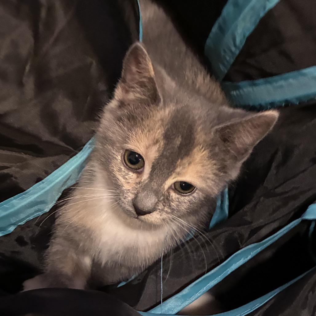 Ghost (Mystery Fish), a Adoptable Domestic Short Hair in Germantown, MD image 3/4