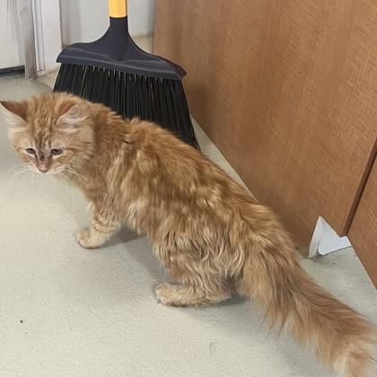 McGriddle, an adopted Domestic Medium Hair in Phoenixville, PA image 2/2