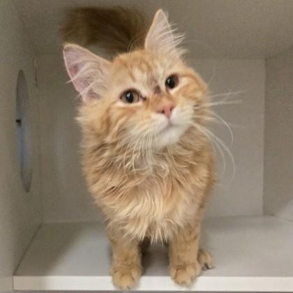 McGriddle, an adopted Domestic Medium Hair in Phoenixville, PA image 1/2