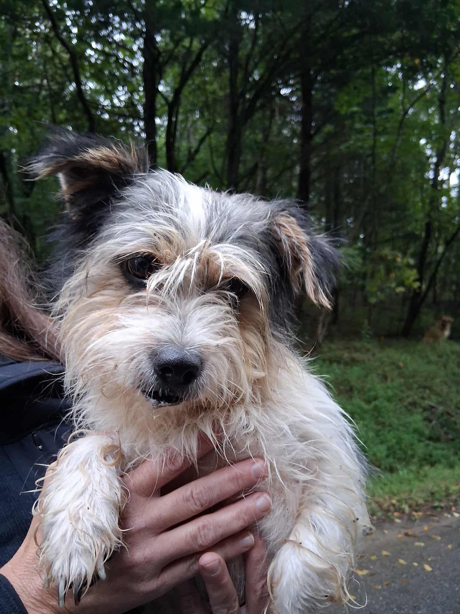 Benji