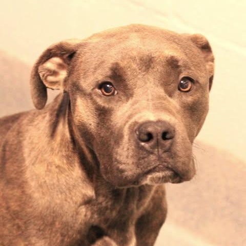 26-01565, Adoptable, Adult Male Pit Bull Terrier.