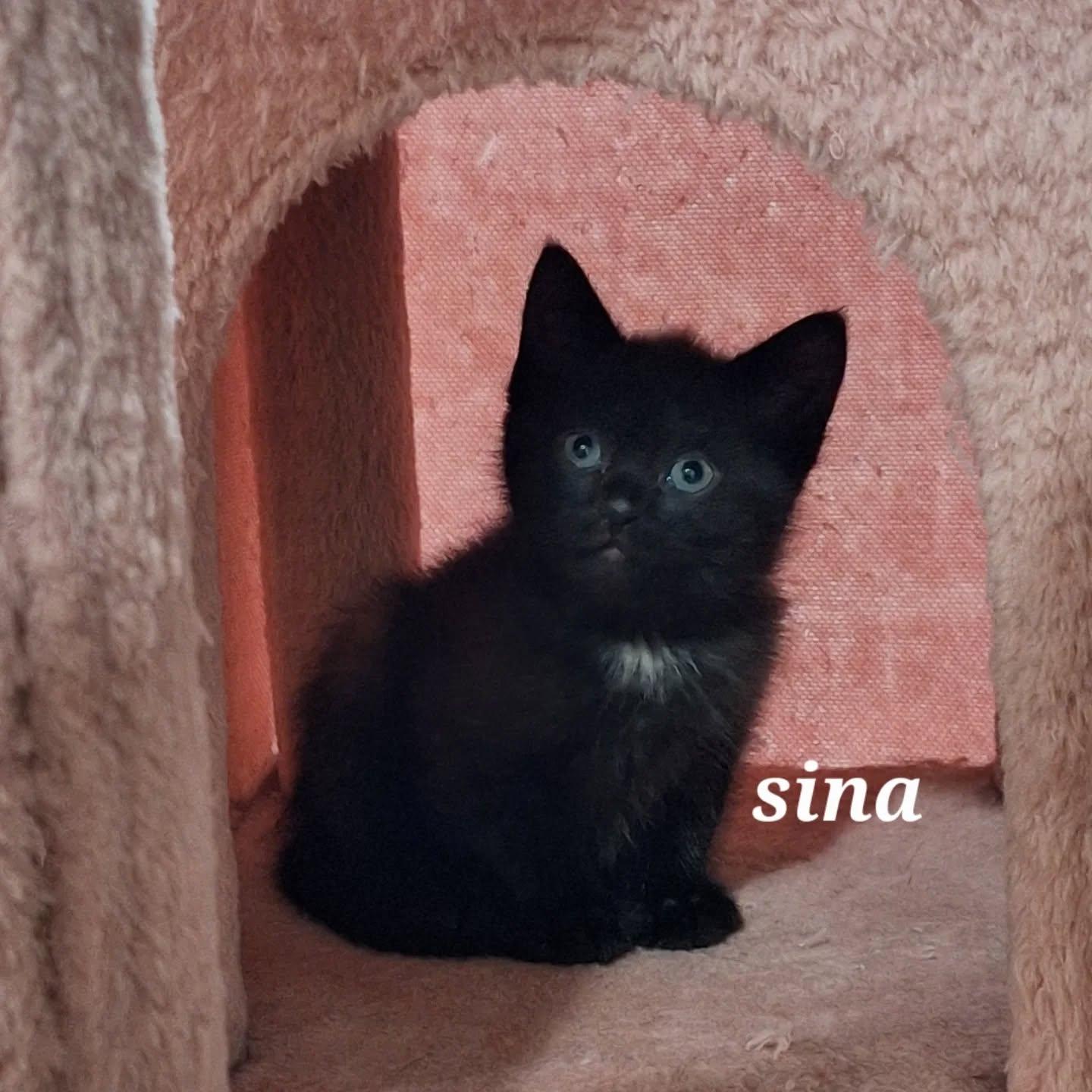 Sina