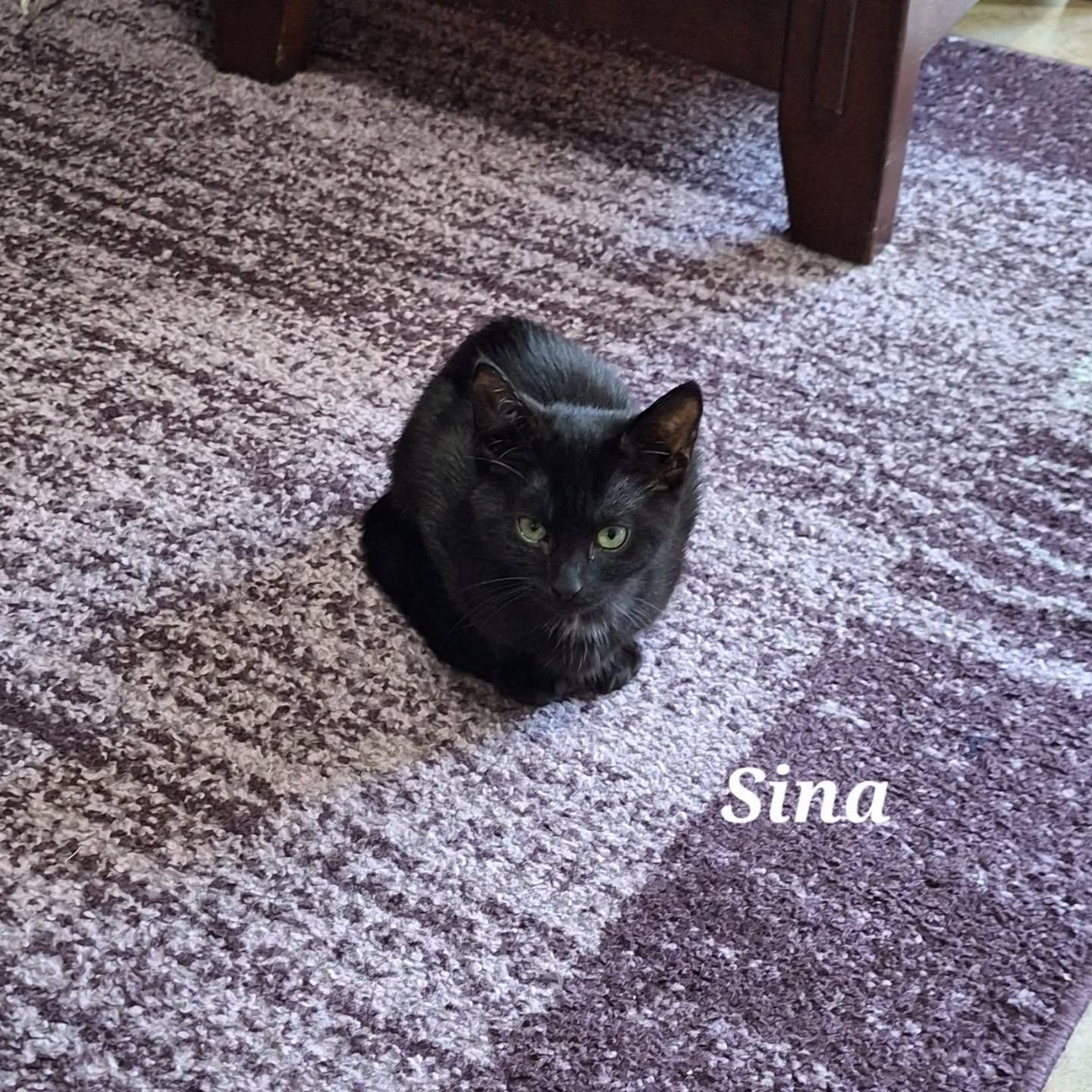 Sina