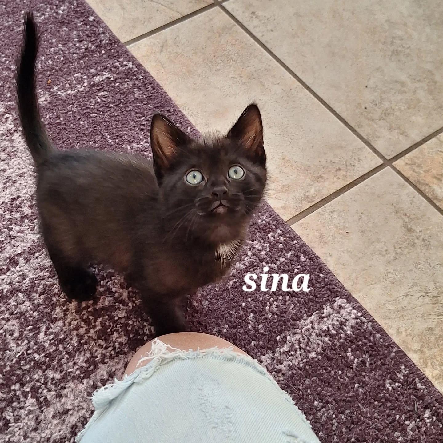 Sina