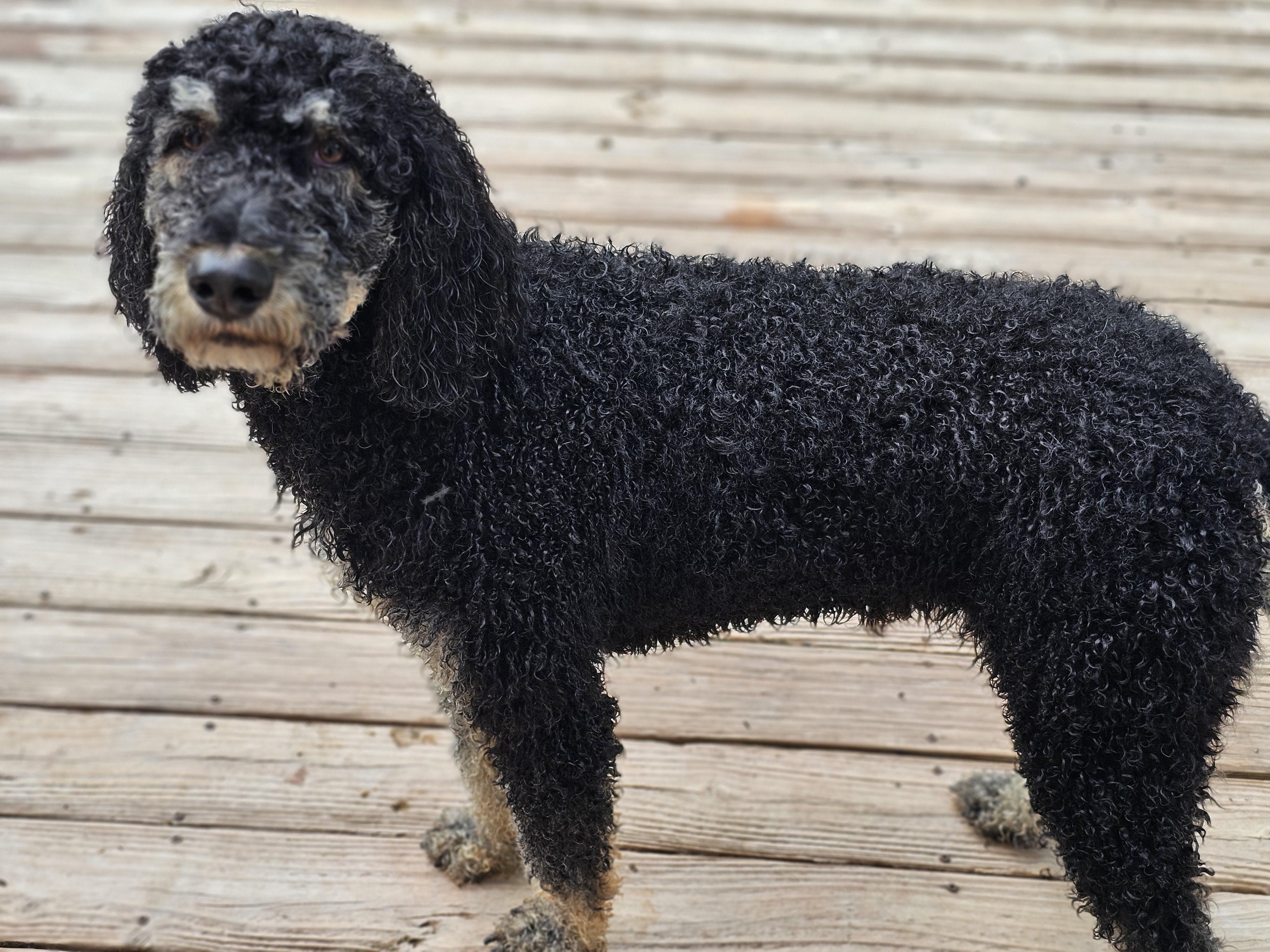 Enlarge Dutch so il, a Adoptable Standard Poodle in MURPHYSBORO , IL image 2/6