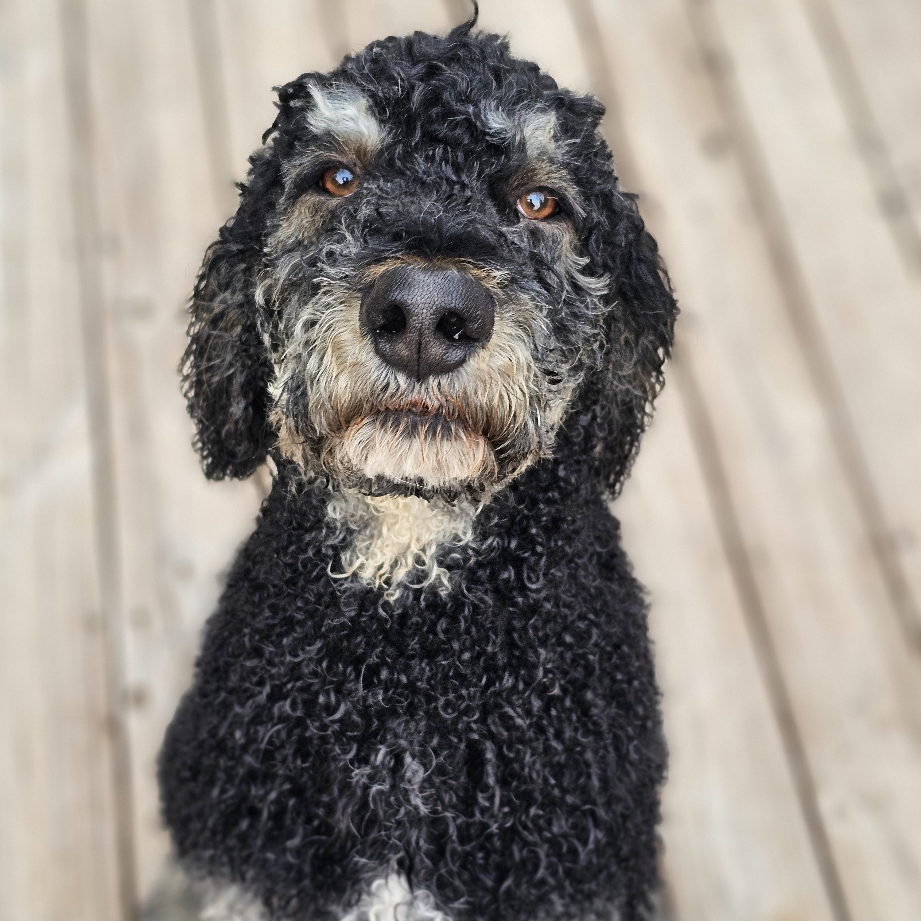Enlarge Dutch so il, a Adoptable Standard Poodle in MURPHYSBORO , IL image 6/6