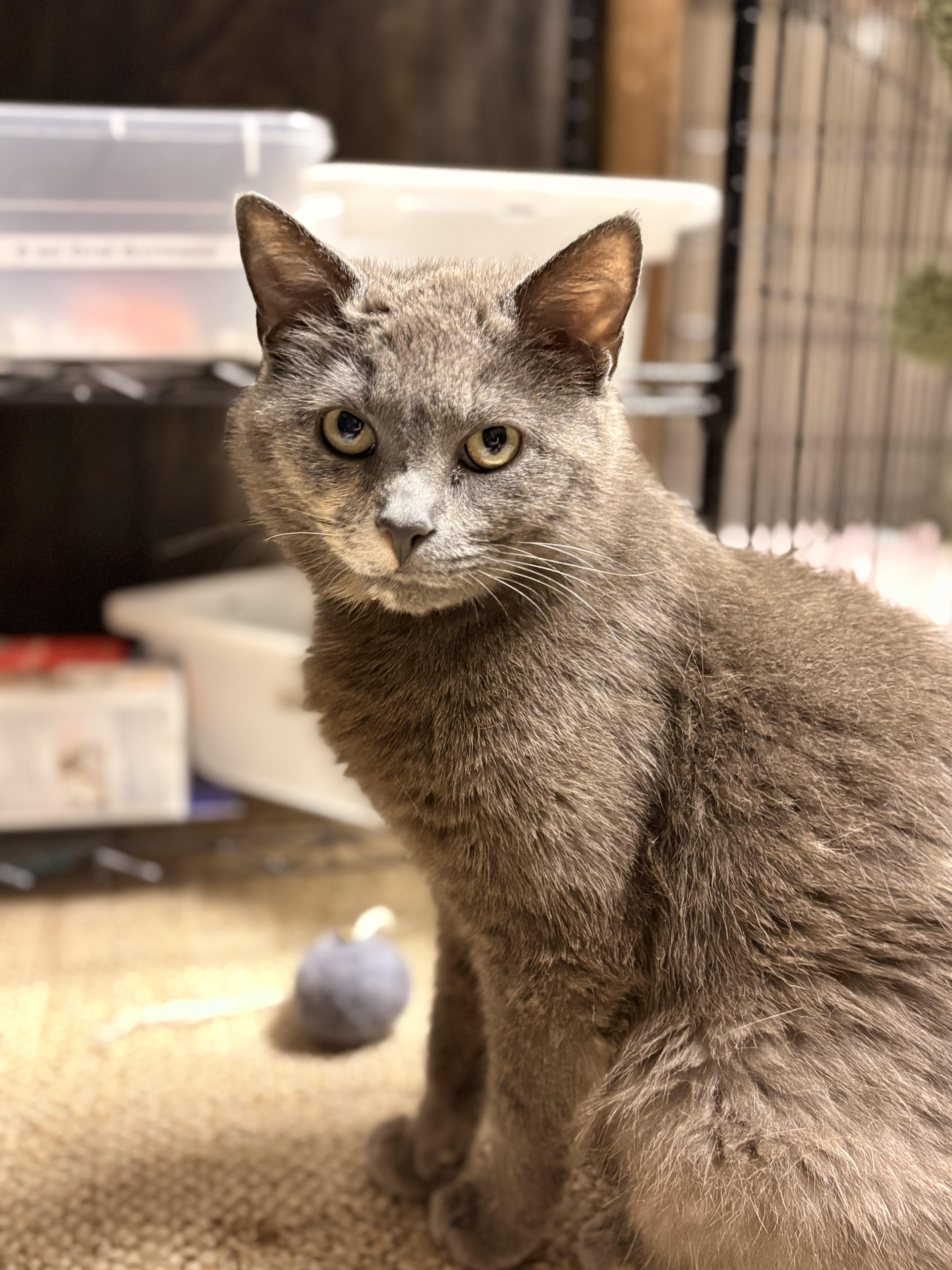 Enlarge Ursa, a Adoptable Domestic Short Hair in Austintown, OH image 1/1