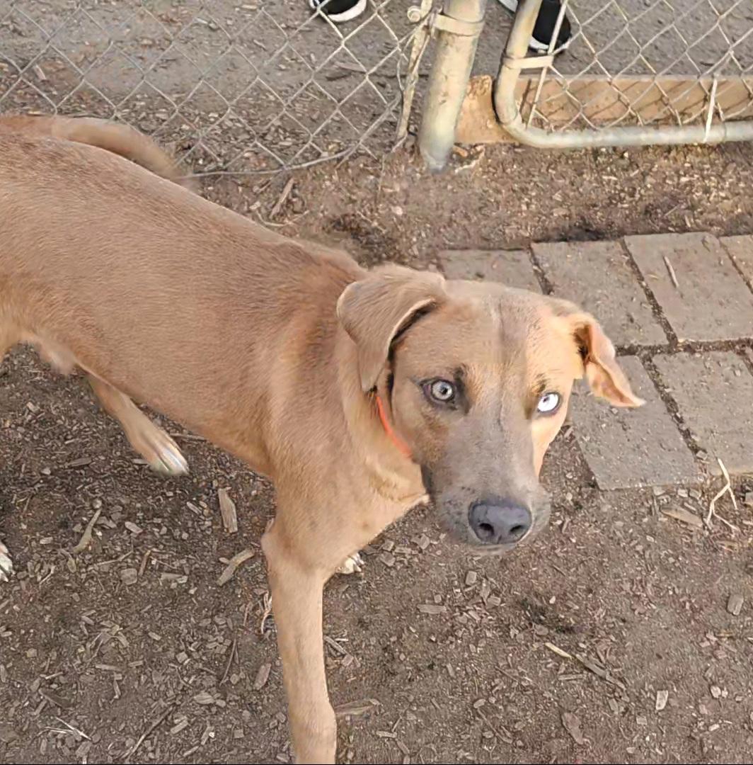 Enlarge Andy, a ADOPTABLE mixed breed in Ringwood, NJ image 1/6