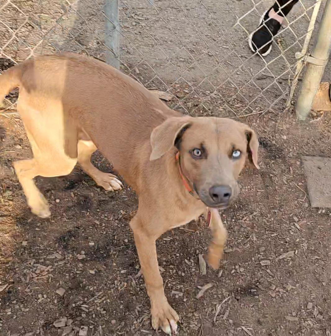 Enlarge Andy, a ADOPTABLE mixed breed in Ringwood, NJ image 2/6