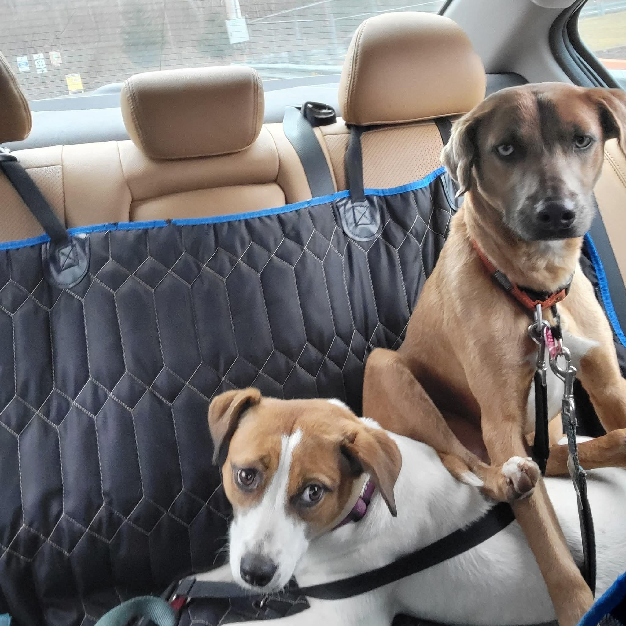 Enlarge Andy, a ADOPTABLE mixed breed in Ringwood, NJ image 6/6