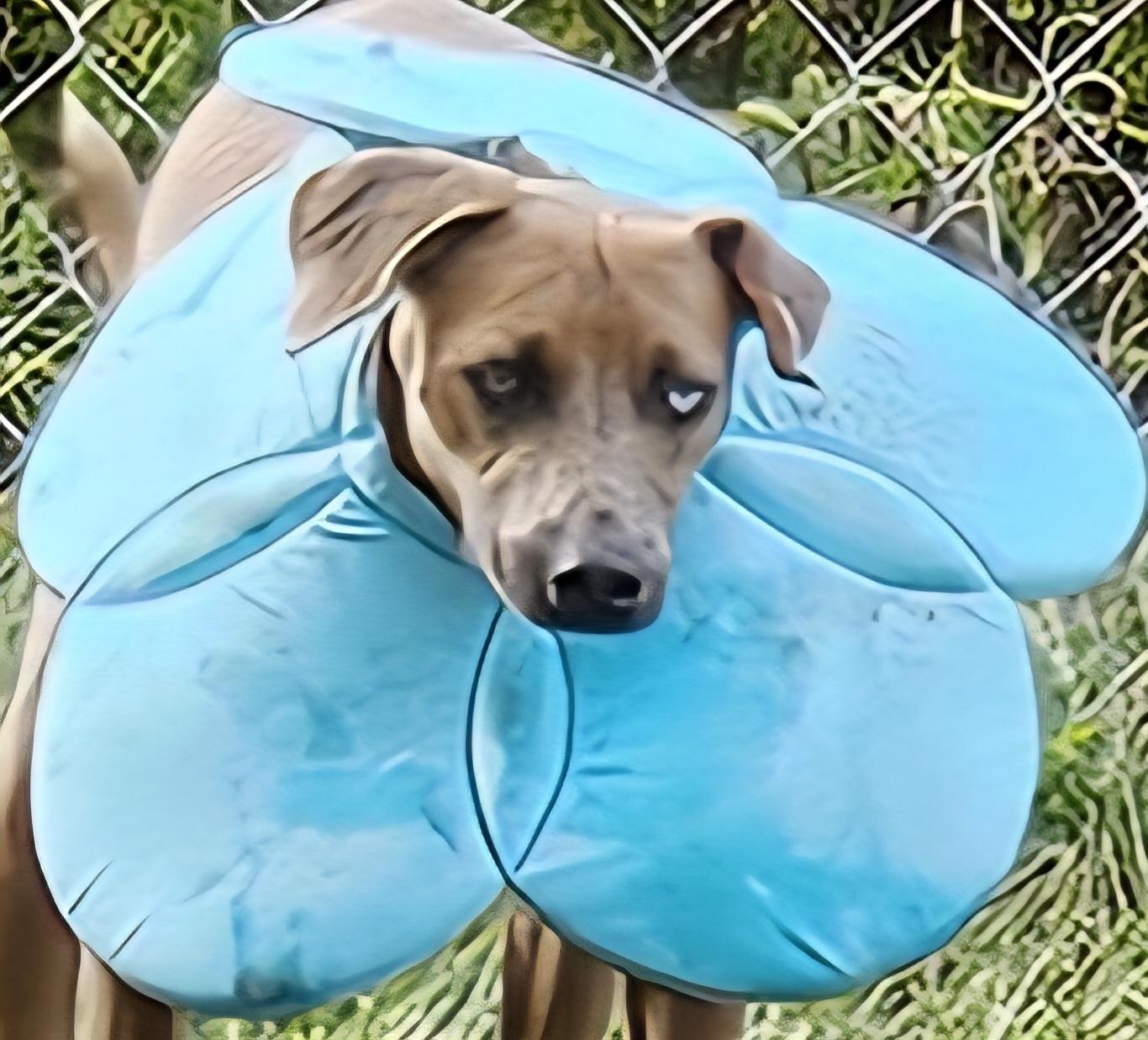 Enlarge Andy, a ADOPTABLE mixed breed in Ringwood, NJ image 4/6