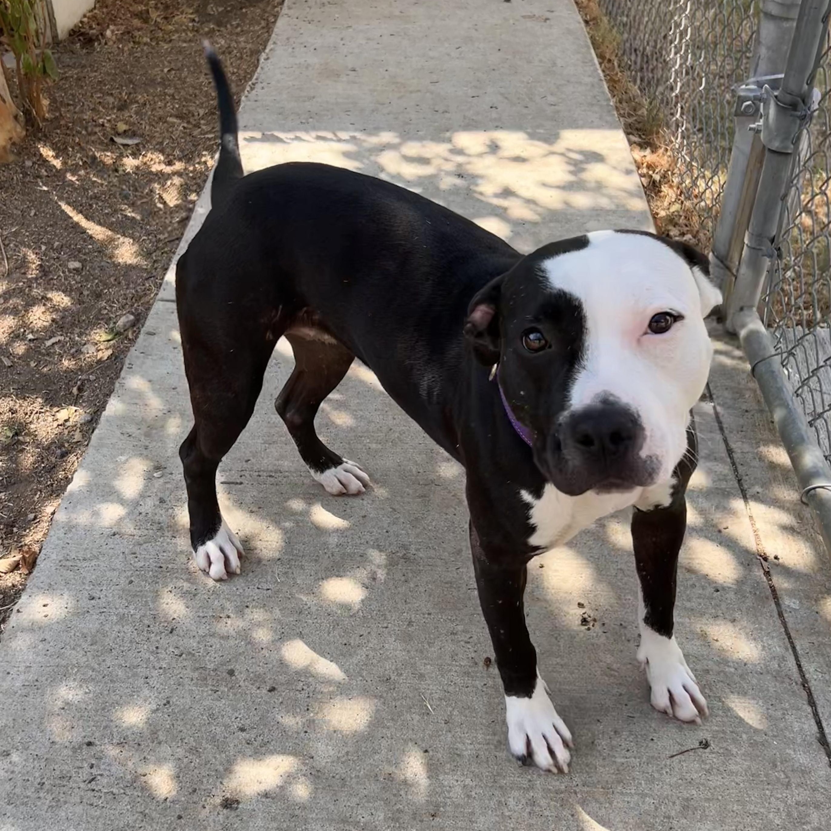 Enlarge Blair, a Adoptable mixed breed in The Colony, TX image 4/6