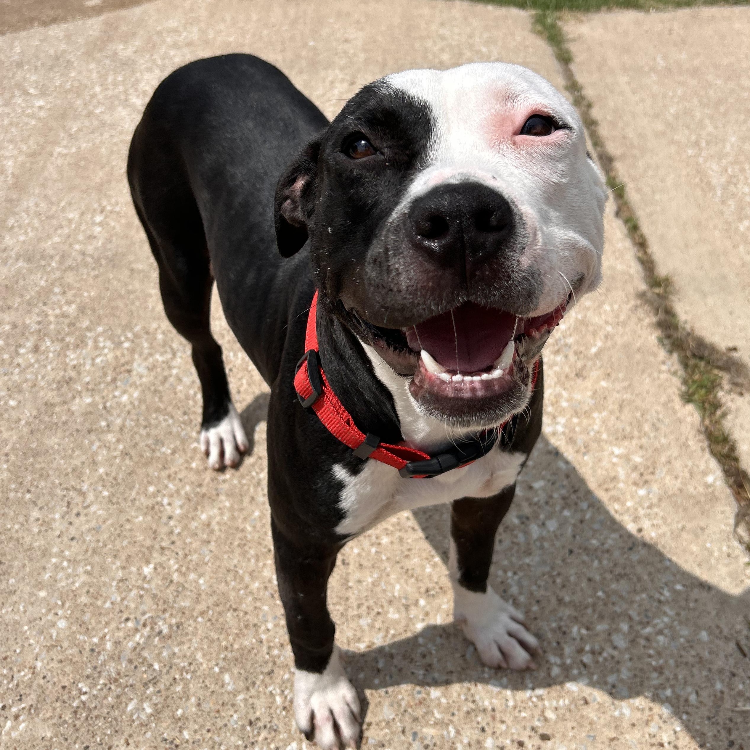 Enlarge Blair, a Adoptable mixed breed in The Colony, TX image 1/6
