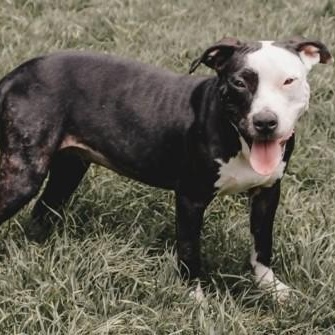 Blair, a Adoptable mixed breed in The Colony, TX image 6/6