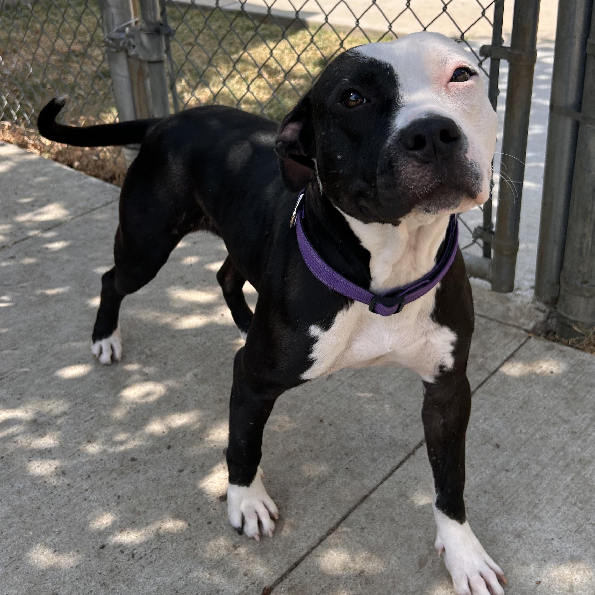 Enlarge Blair, a Adoptable mixed breed in The Colony, TX image 6/6