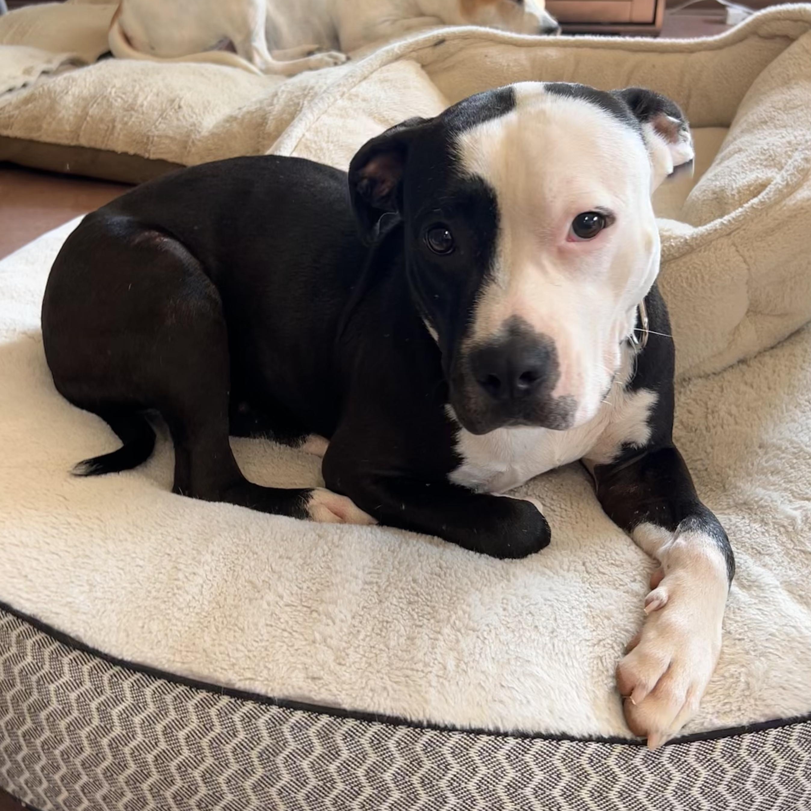 Enlarge Blair, a Adoptable mixed breed in The Colony, TX image 2/6