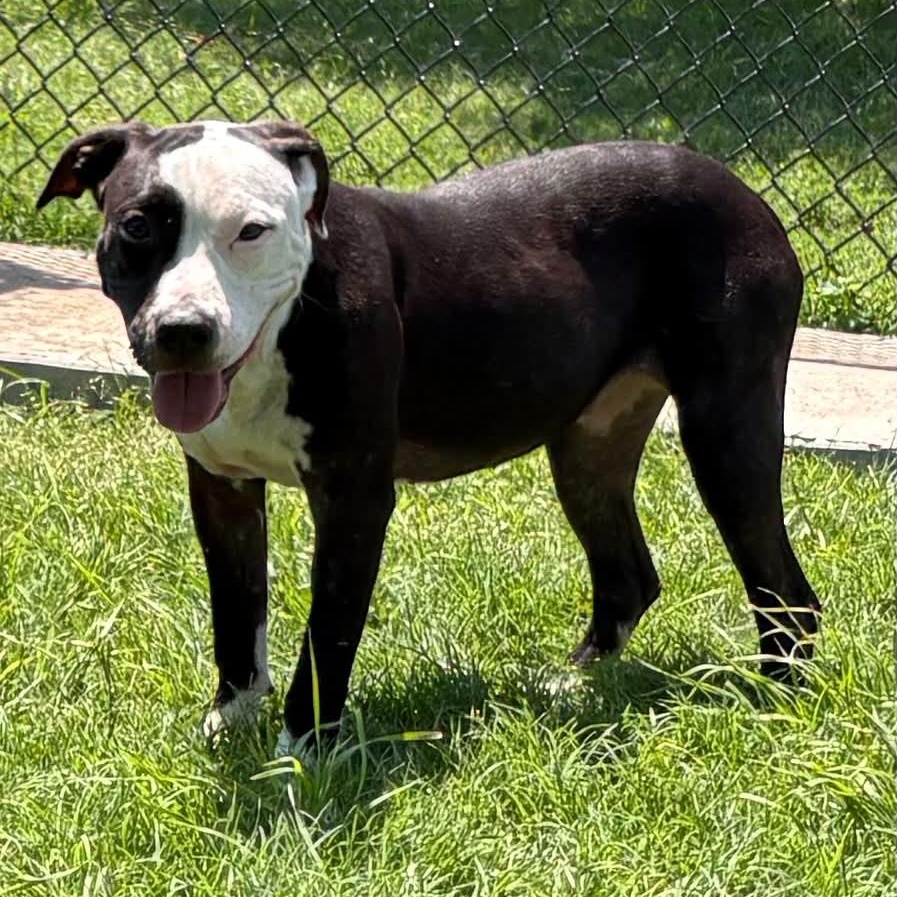 Blair, Adoptable, Puppy Female Pit Bull Terrier.