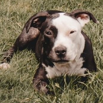Blair, a Adoptable mixed breed in The Colony, TX image 4/6