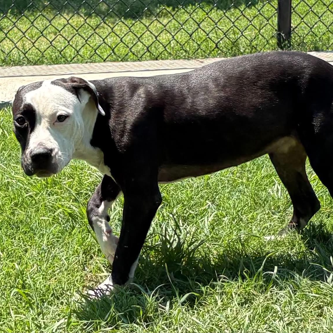 Enlarge Blair, a Adoptable mixed breed in The Colony, TX image 3/3