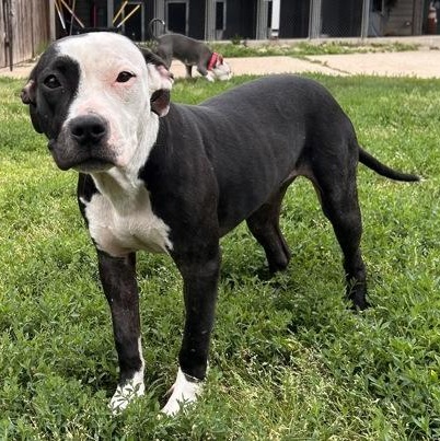 Blair, a Adoptable mixed breed in The Colony, TX image 2/6