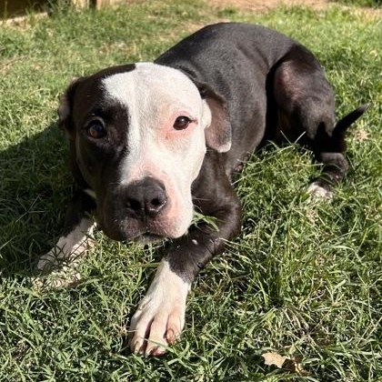 Enlarge Blair, a Adoptable mixed breed in The Colony, TX image 1/3