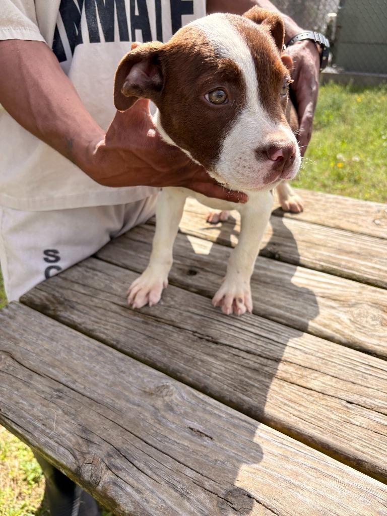Enlarge Janie, a Adoptable mixed breed in Effingham, SC image 1/1