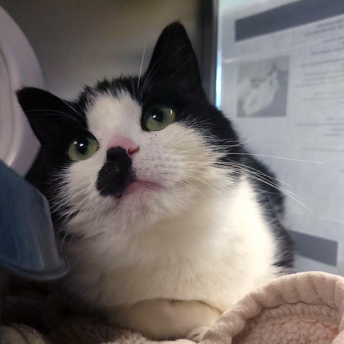 Bobbie, Adoptable, Adult Female Domestic Short Hair.