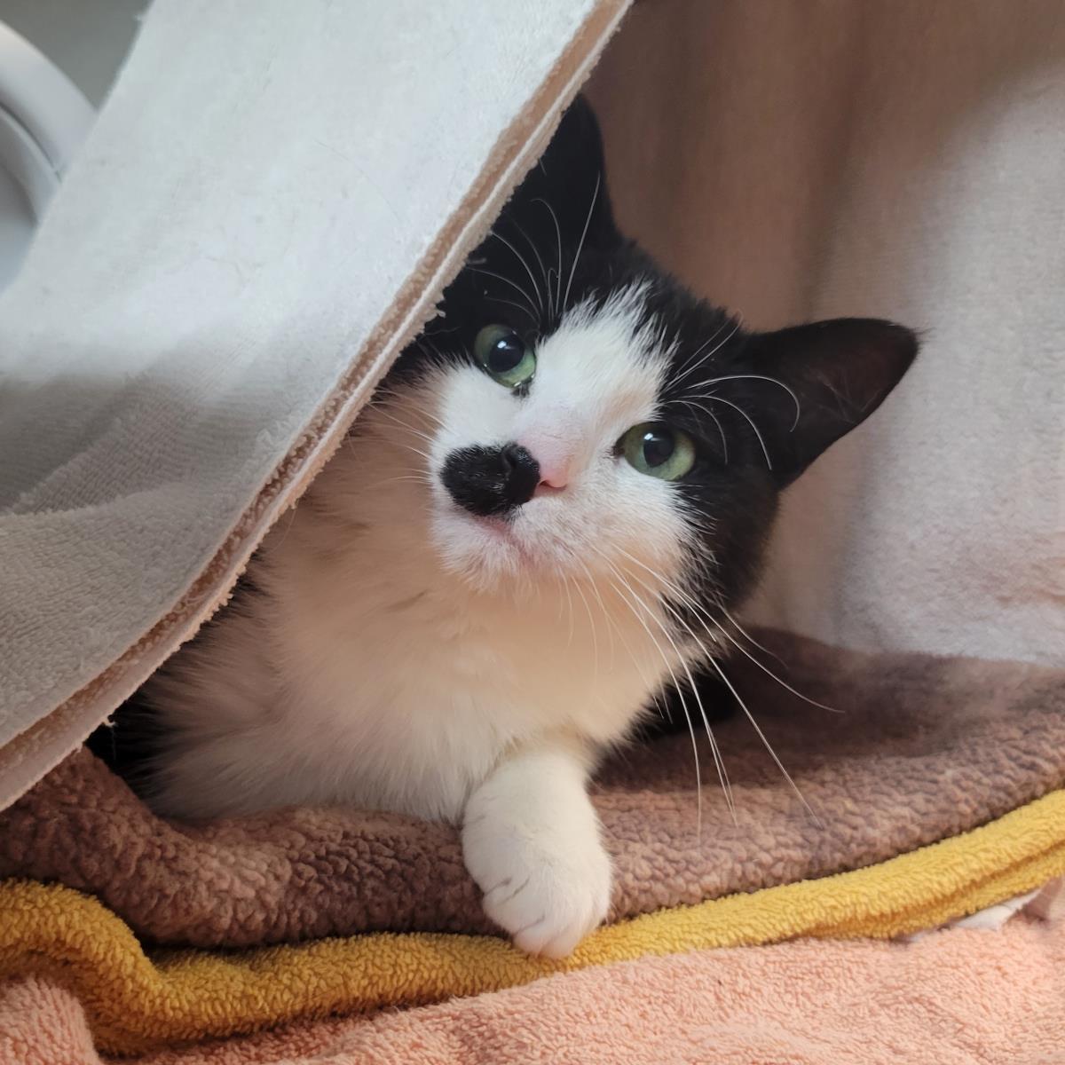Enlarge Bobbie, a Adoptable mixed breed in Plover, WI image 2/4