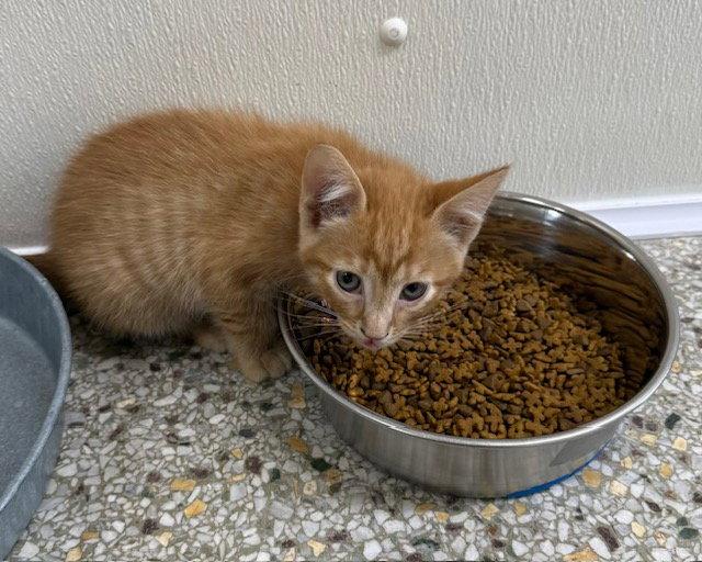 Praline (Available 3/20/26), Adoptable, Young Male Domestic Short Hair.