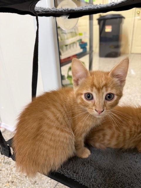 Praline (Available 3/20/26), a Adoptable Domestic Short Hair in Williamsburg, IA image 2/3