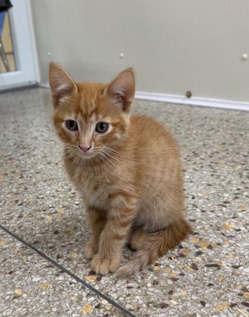 Praline (Available 3/20/26), a Adoptable Domestic Short Hair in Williamsburg, IA image 3/3