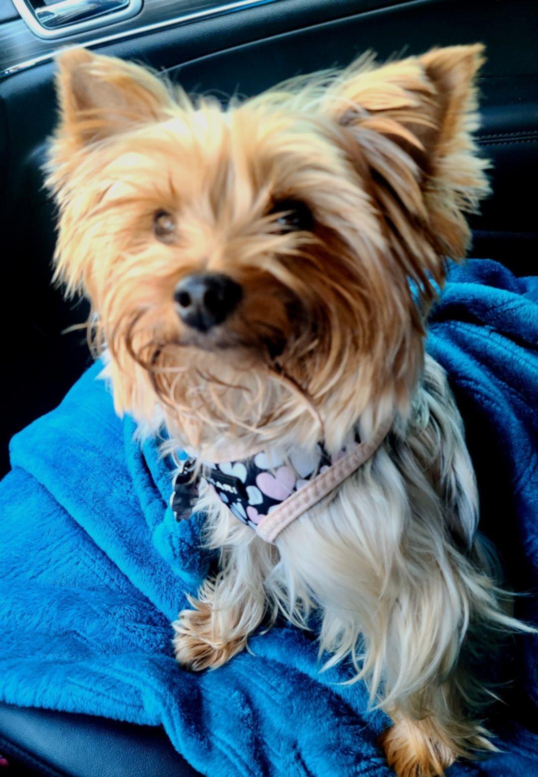 Skittles, Adopted, Adult Female Yorkshire Terrier.