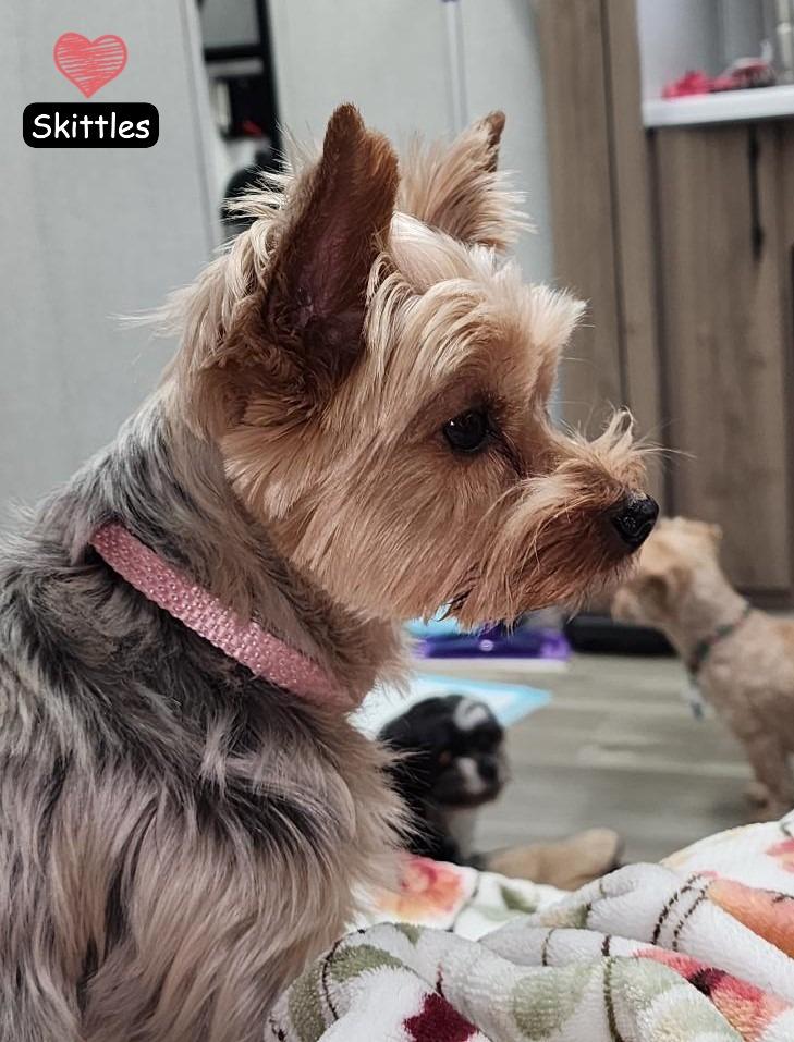 Enlarge Skittles, a Adopted Yorkshire Terrier in Jacksonville, FL image 2/2