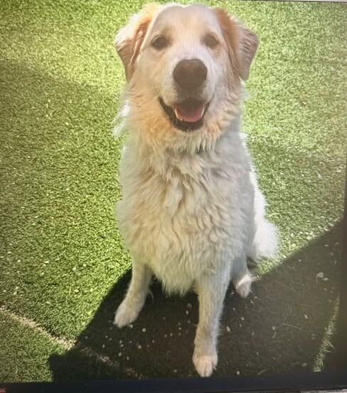 Enlarge Nozzo, a Adoptable mixed breed in Georgetown, OH image 1/1