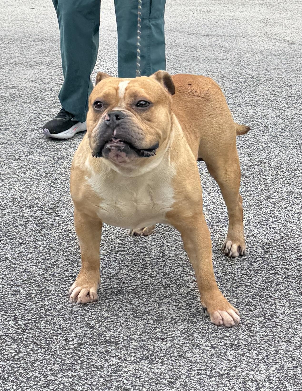 Dozer, a Adoptable Bulldog in Charlotte, NC image 3/3