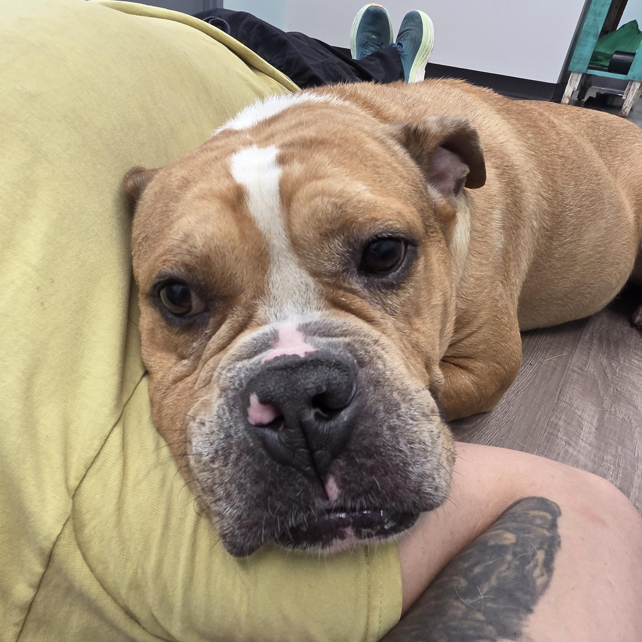 Dozer, Adoptable, Adult Male Bulldog.