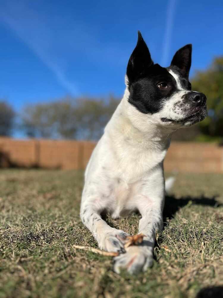 Enlarge Jolene, a Adoptable mixed breed in Wake Forest, NC image 3/6