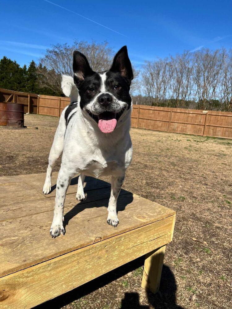 Enlarge Jolene, a Adoptable mixed breed in Wake Forest, NC image 5/6