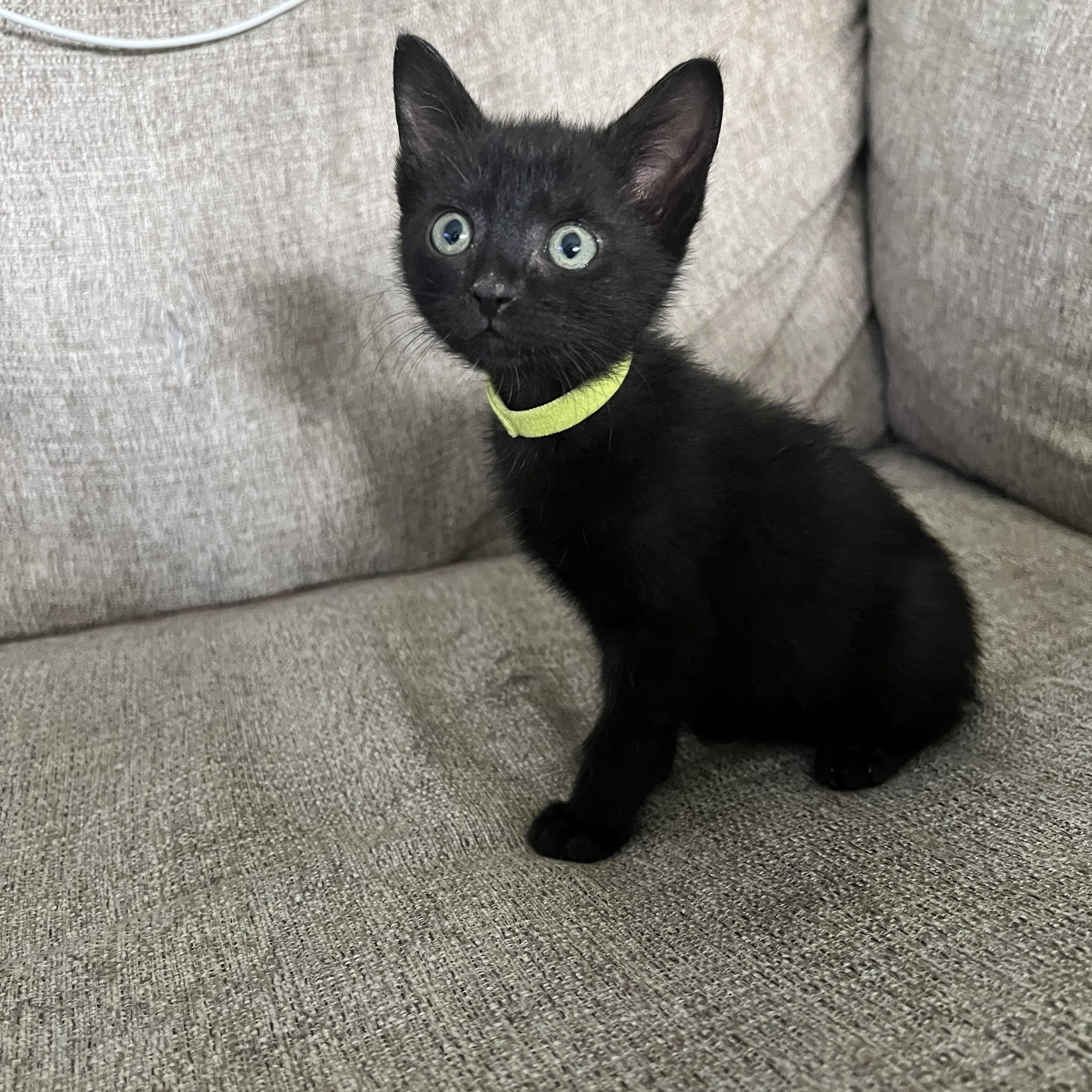 Cornflakes, an adopted Domestic Short Hair in Bryan, TX image 1/3