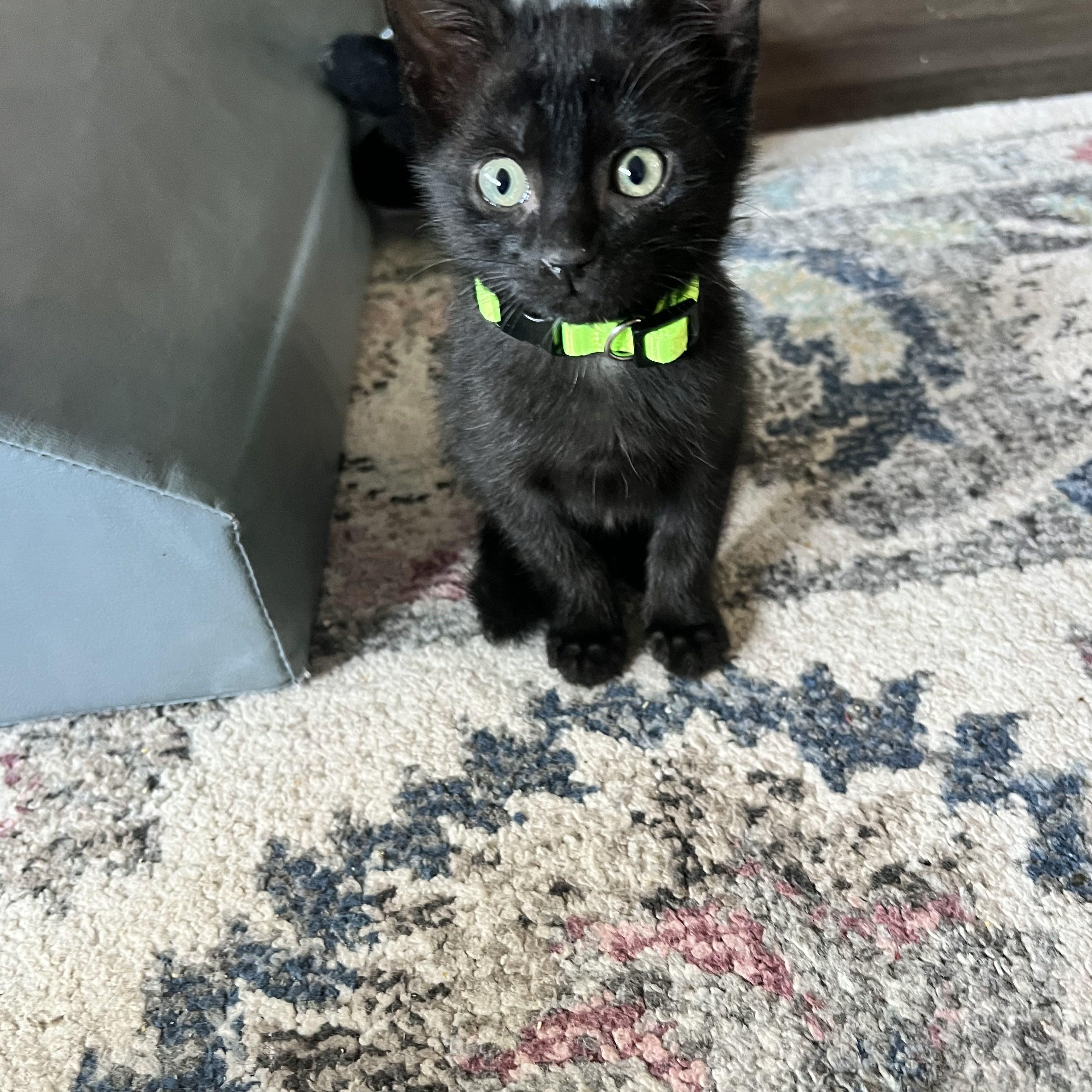 Cornflakes, an adopted Domestic Short Hair in Bryan, TX image 2/3