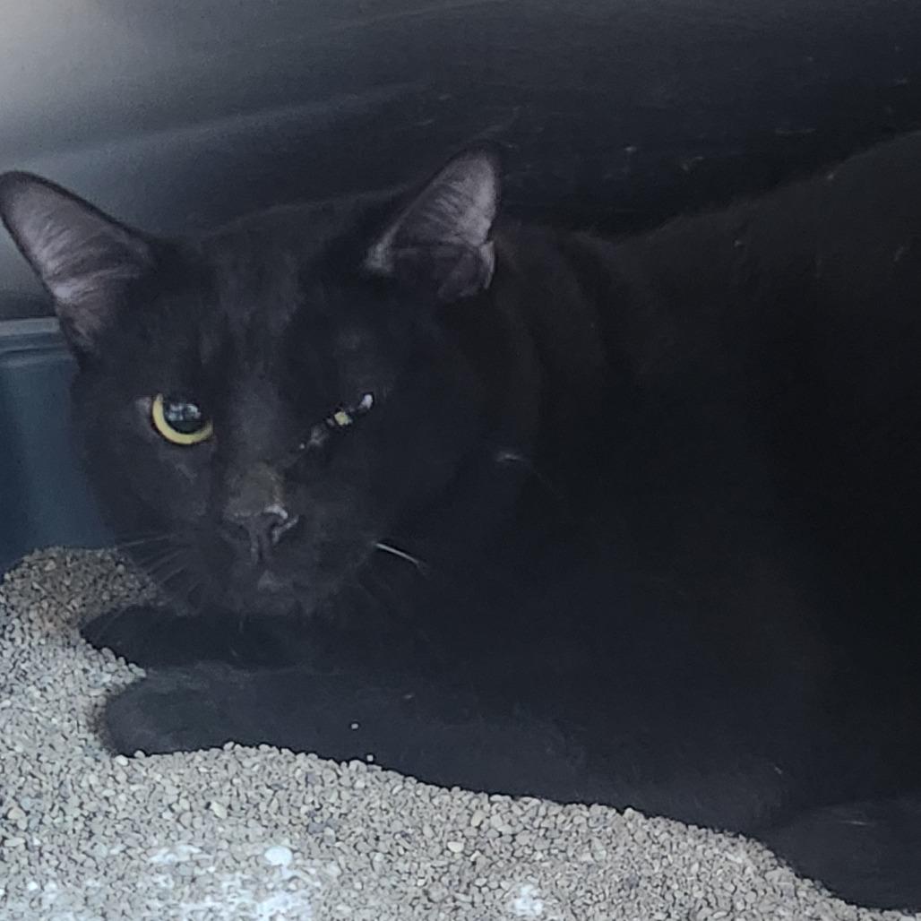 Bullet, Adoptable, Young Male Domestic Short Hair.