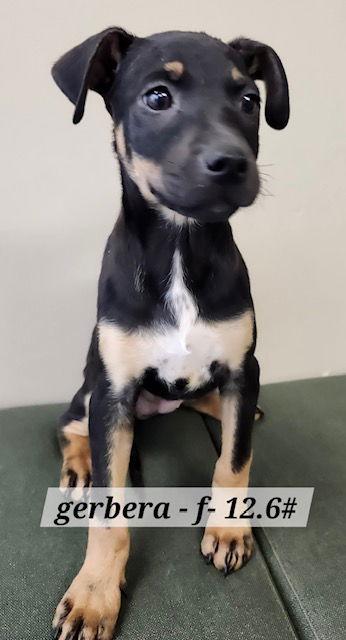 Gerbera, Adoptable, Puppy Female Labrador Retriever.