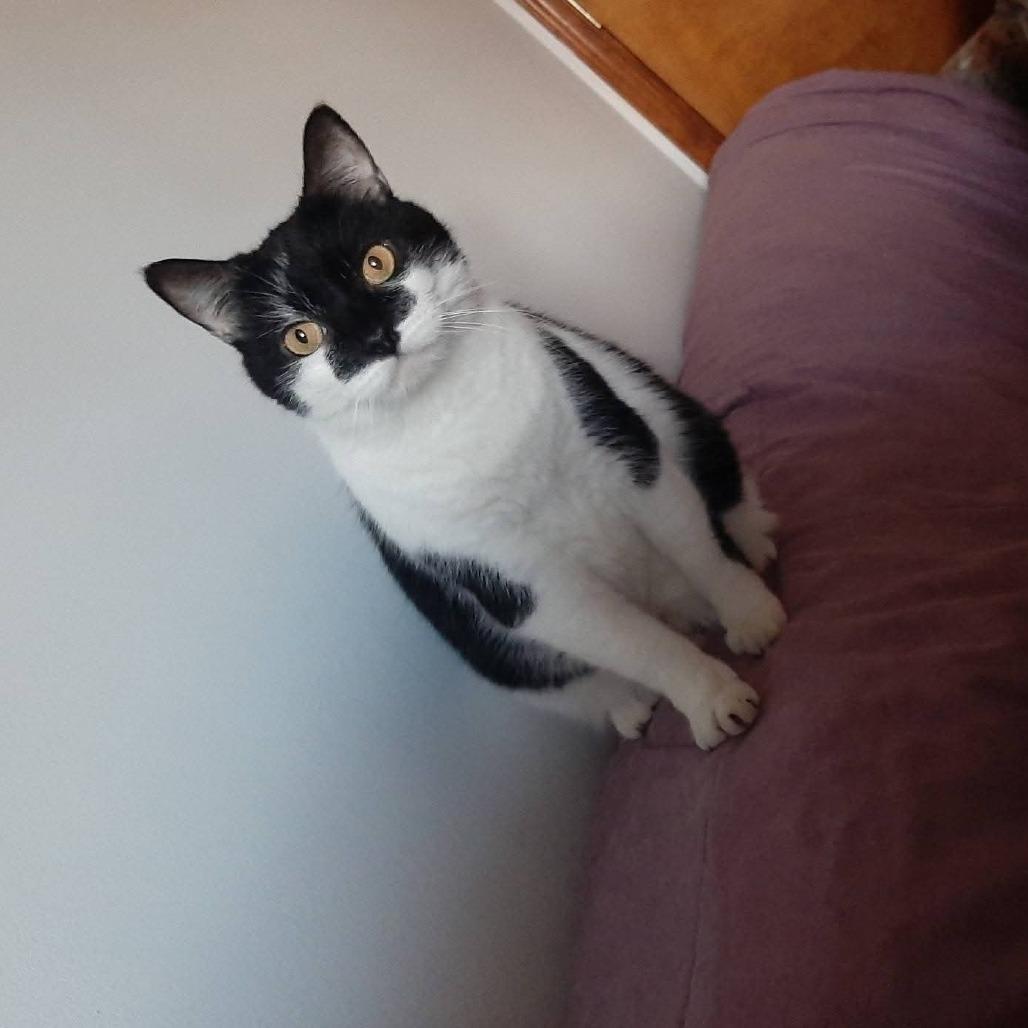 Enlarge Squeaky, a Adoptable Domestic Short Hair in Harrisonburg, VA image 1/6