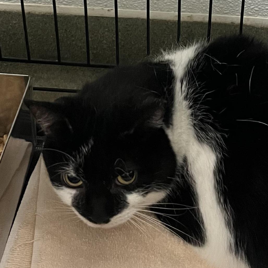 Squeaky, Adoptable, Senior Female Domestic Short Hair.